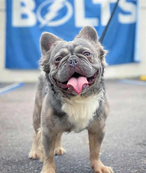 This gives them a furry appearance. . Fluffy french bulldog for sale